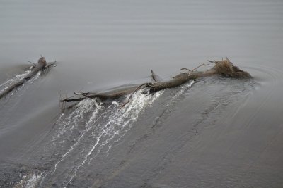 Nepean Dam - trapped logs