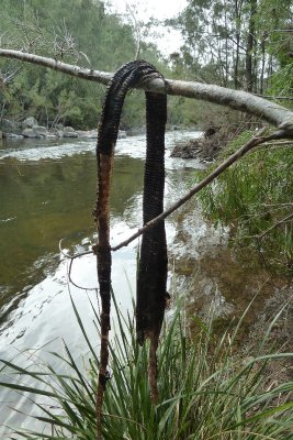 Komung River - tail of a Goanna