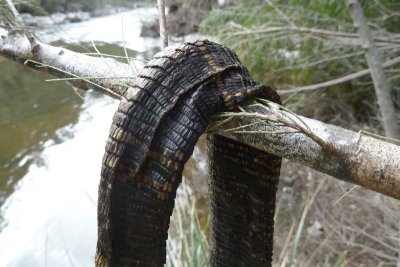 Komung River - Tail of a Goanna