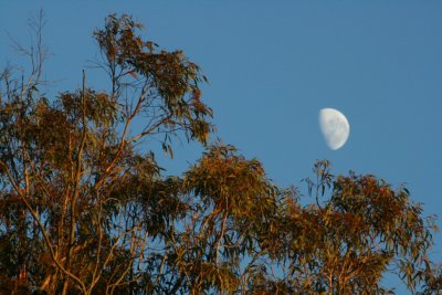 Wooglemai - Moon in the morning Sun