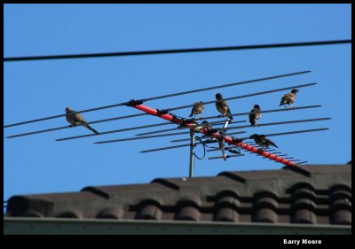 birds on TV aerial IMG_4014.JPG