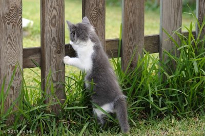 The Cats of Finca Hijuela 2011-06