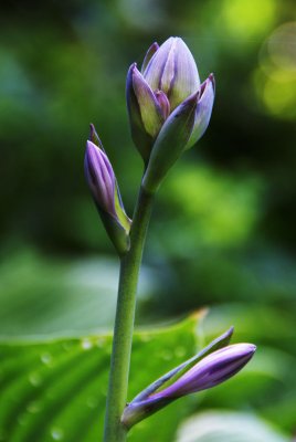 Hosta's Bloom