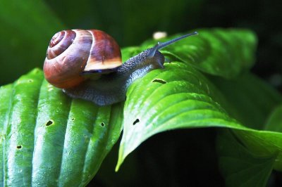 Snail on Hosta