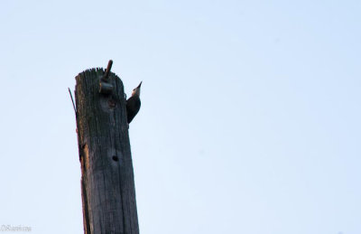 Woodpecker in Morning Sunlight