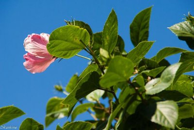 Hibiscus