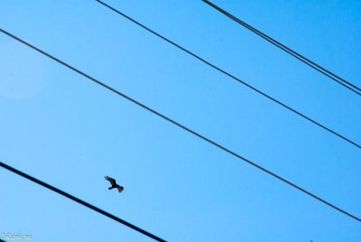 Turkey Vulture