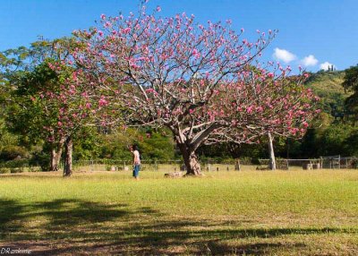 Bombax Tree