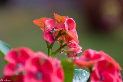 Crown of Thorns