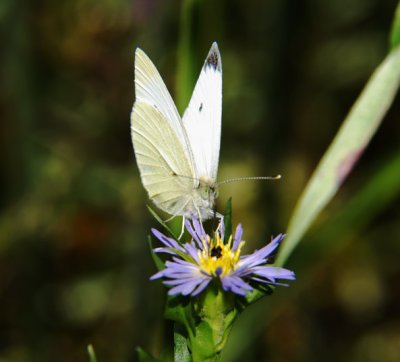 Summer Occupant II