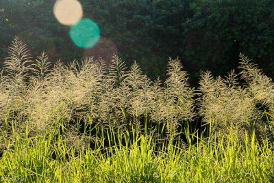 Guinea Grass