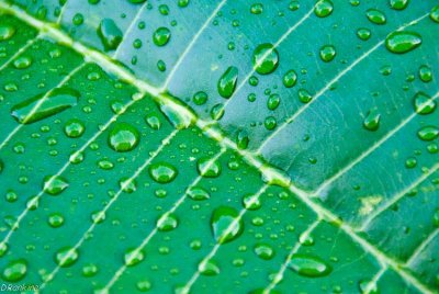 Rain on Frangipani Leaf