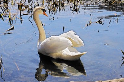 Swans Display
