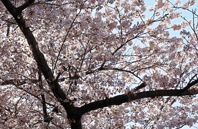 Cherry Blossoms - 1