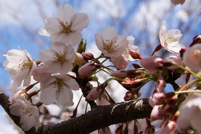 Cherry Blossom - 6