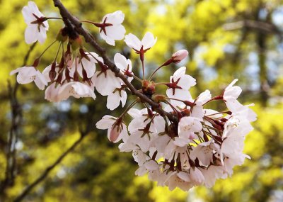 Cherry Blossoms - 7