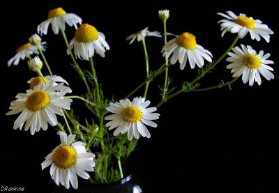 Camomile