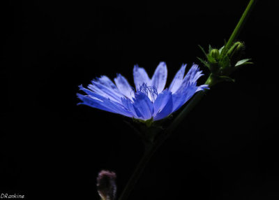 Chickory II