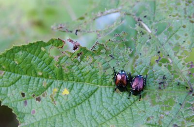 Sharing a Leaf