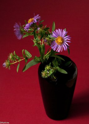 Asters Inside 