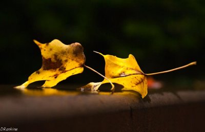 Where Light Falls III