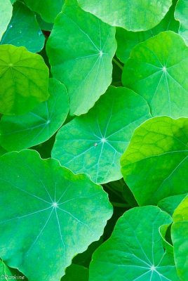 Nasturtium Leaves