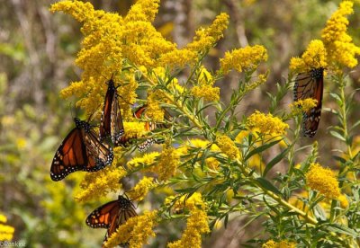 Monarchs in Migration Mode I