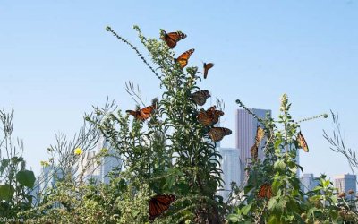 Monarchs In Migration Mode II