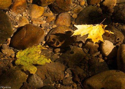 Where Light Falls IV
