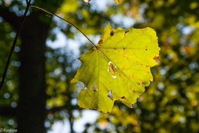 Maple In Green