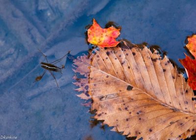 Water Skipper