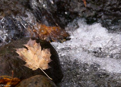 Maples In Creek