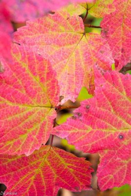 Wild Currant