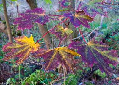 Maple