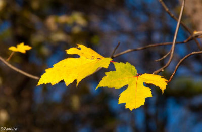 Oak Leaves