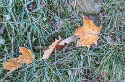 Frost