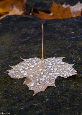 Remains of Rain