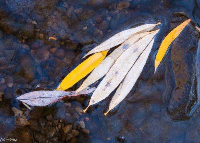 Willow Leaves