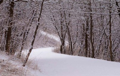 Path To the Lake