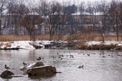 Ducks On Highland Creek I