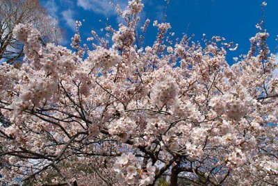 Cherry Blossoms