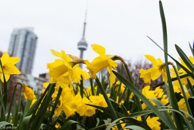 City's Daffodils