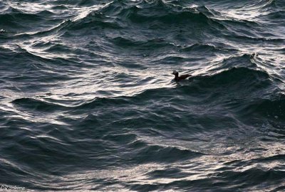 Riding the Waves