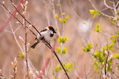 Sparrow on a cold April's day