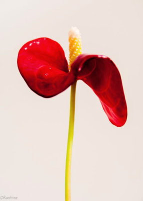 Anthurium