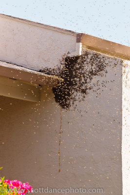 Bees (07810)