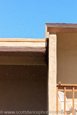 Bees (07811)