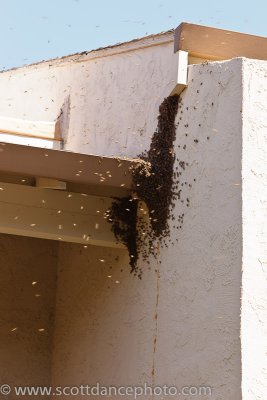 Bees (07812)