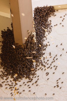 Bees (07814)