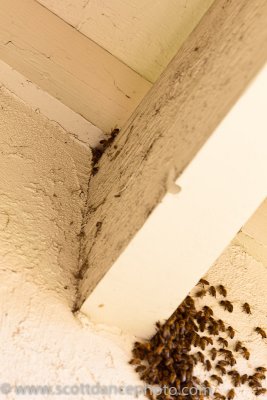 Unwelcome Guests II